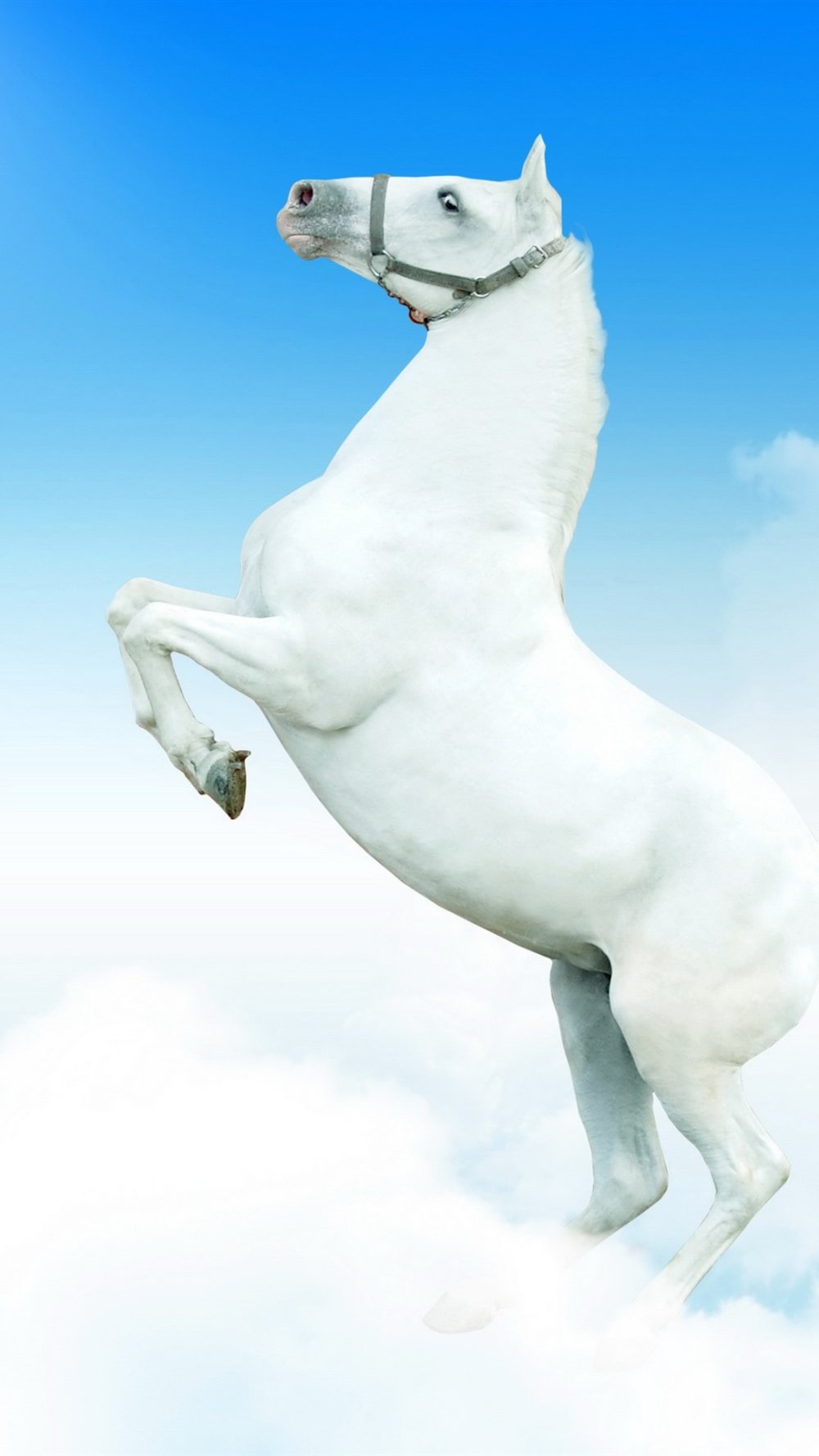 Белая лошадь на дыбах