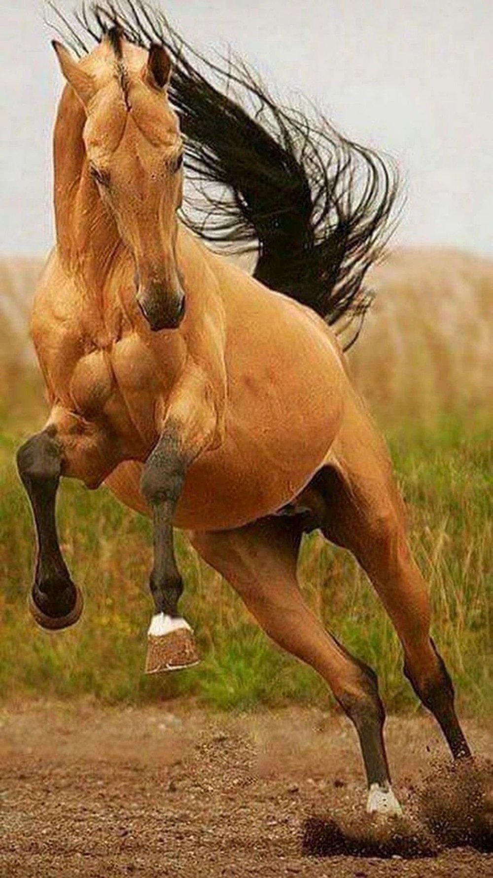 Лошади красивые позы