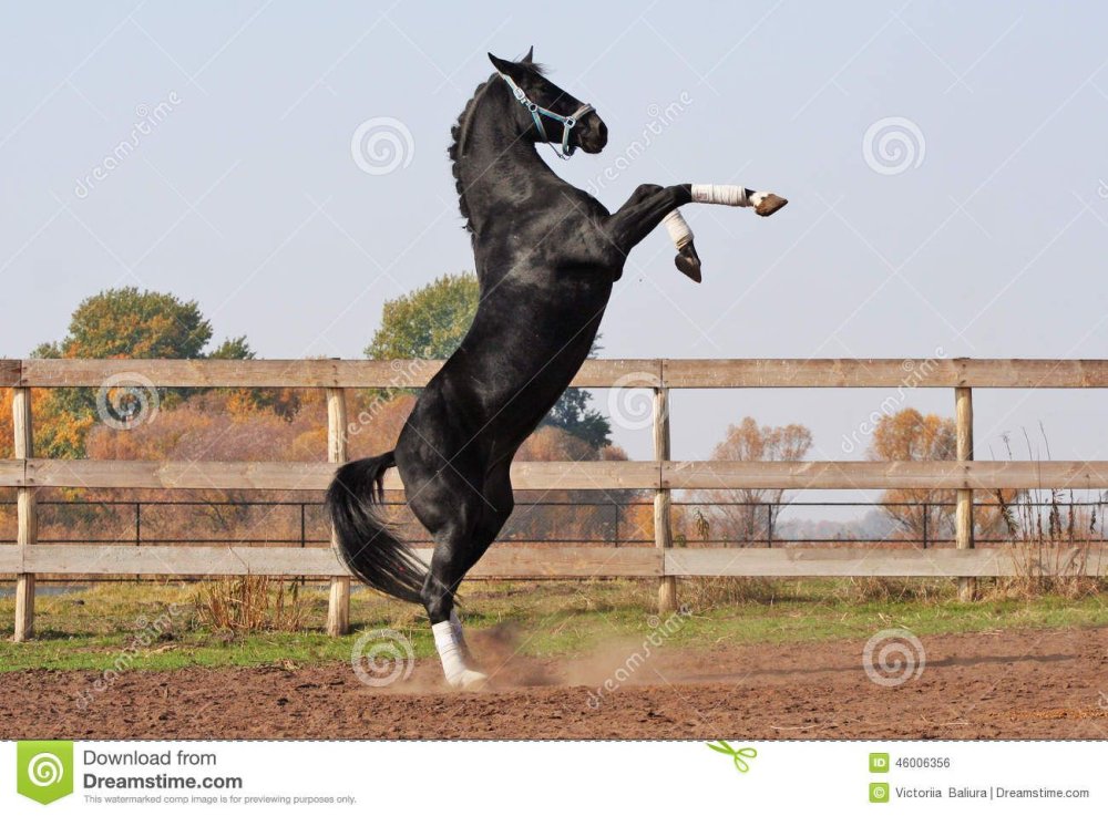 Стойка лошади на задних ногах