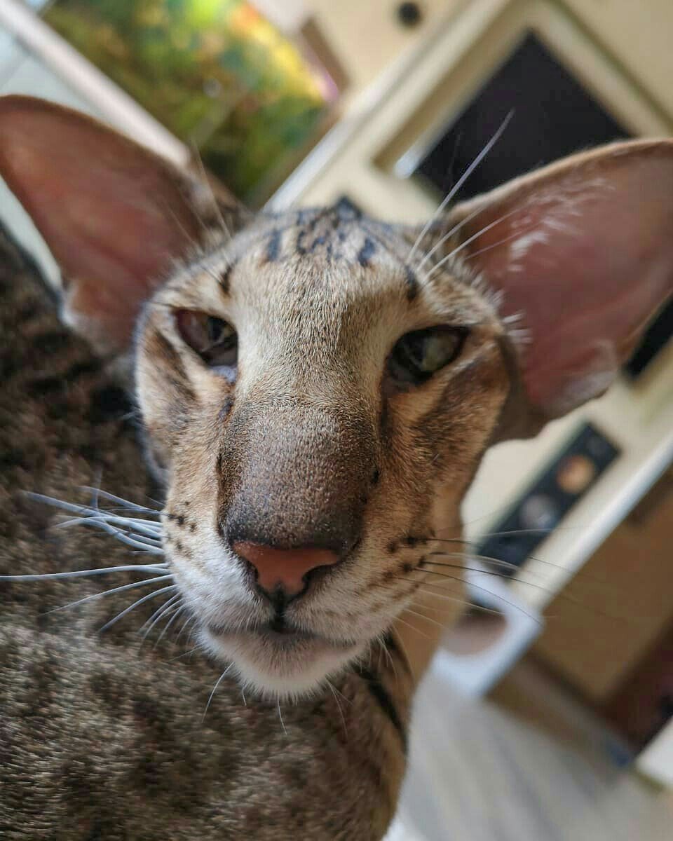 Ориенталы кошки грузины