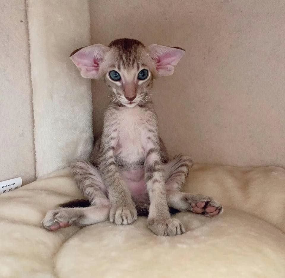 Ориентальный кот грузин