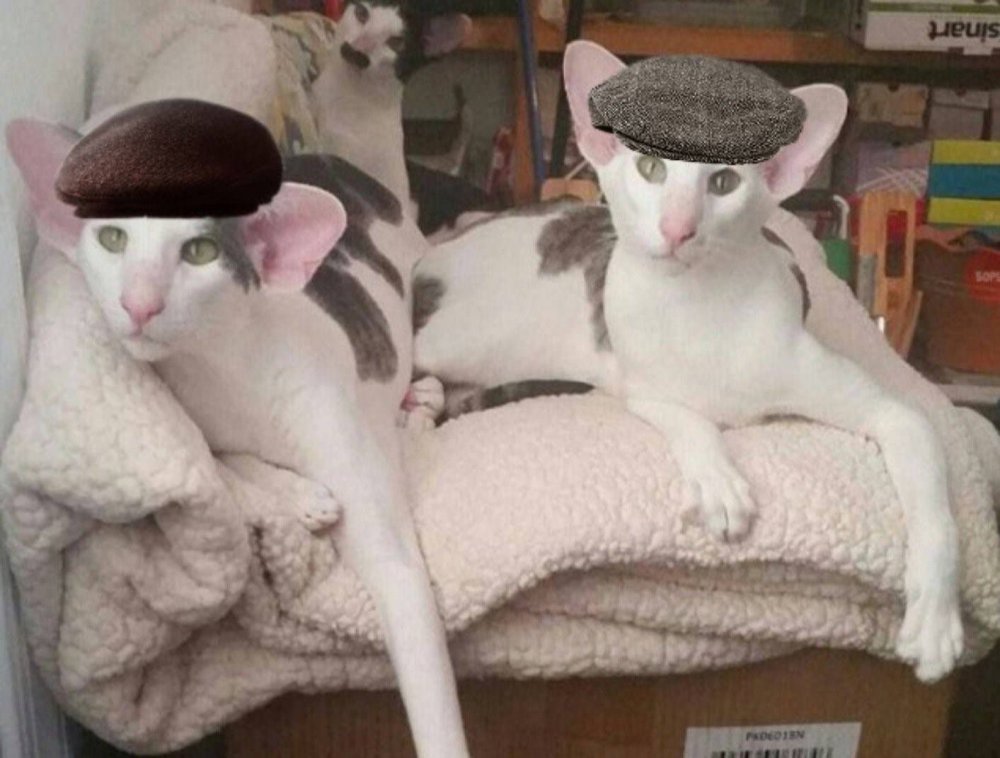 Кот Ориентал грузин и его грузинки