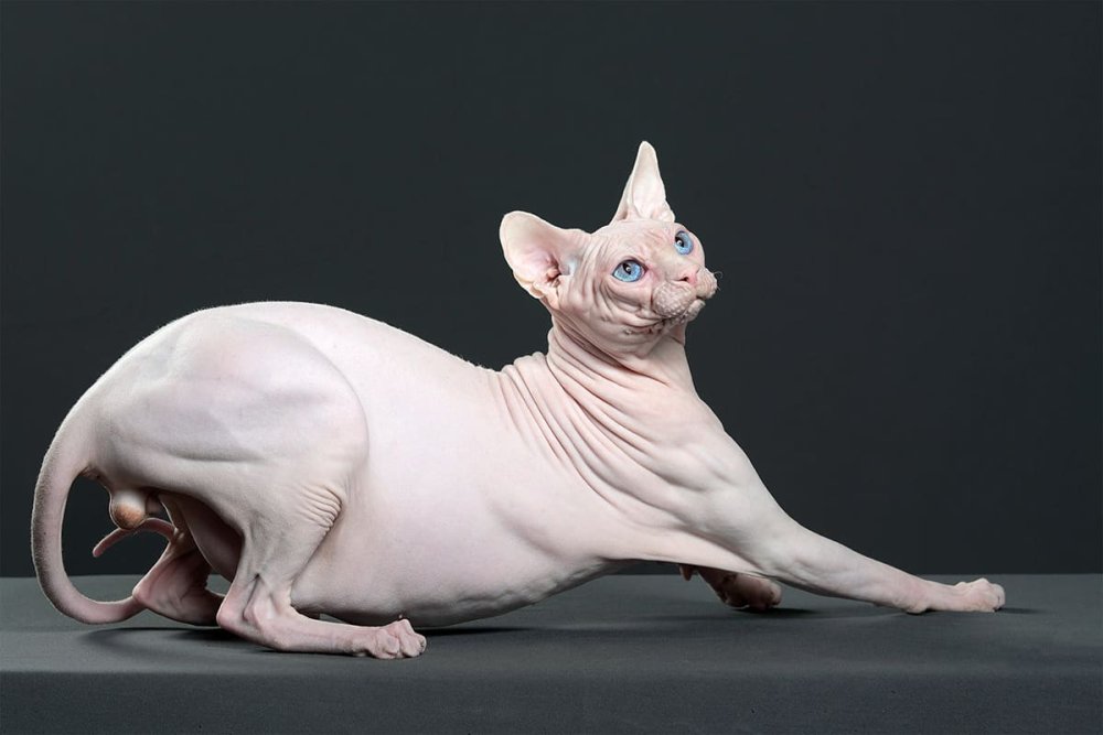 Кот сфинкс