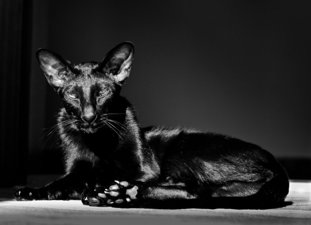 Ориентальная кошка