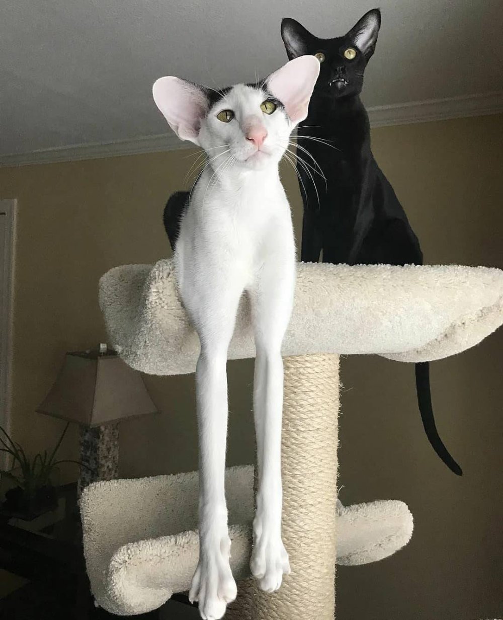 Кот грузин порода Ориентал