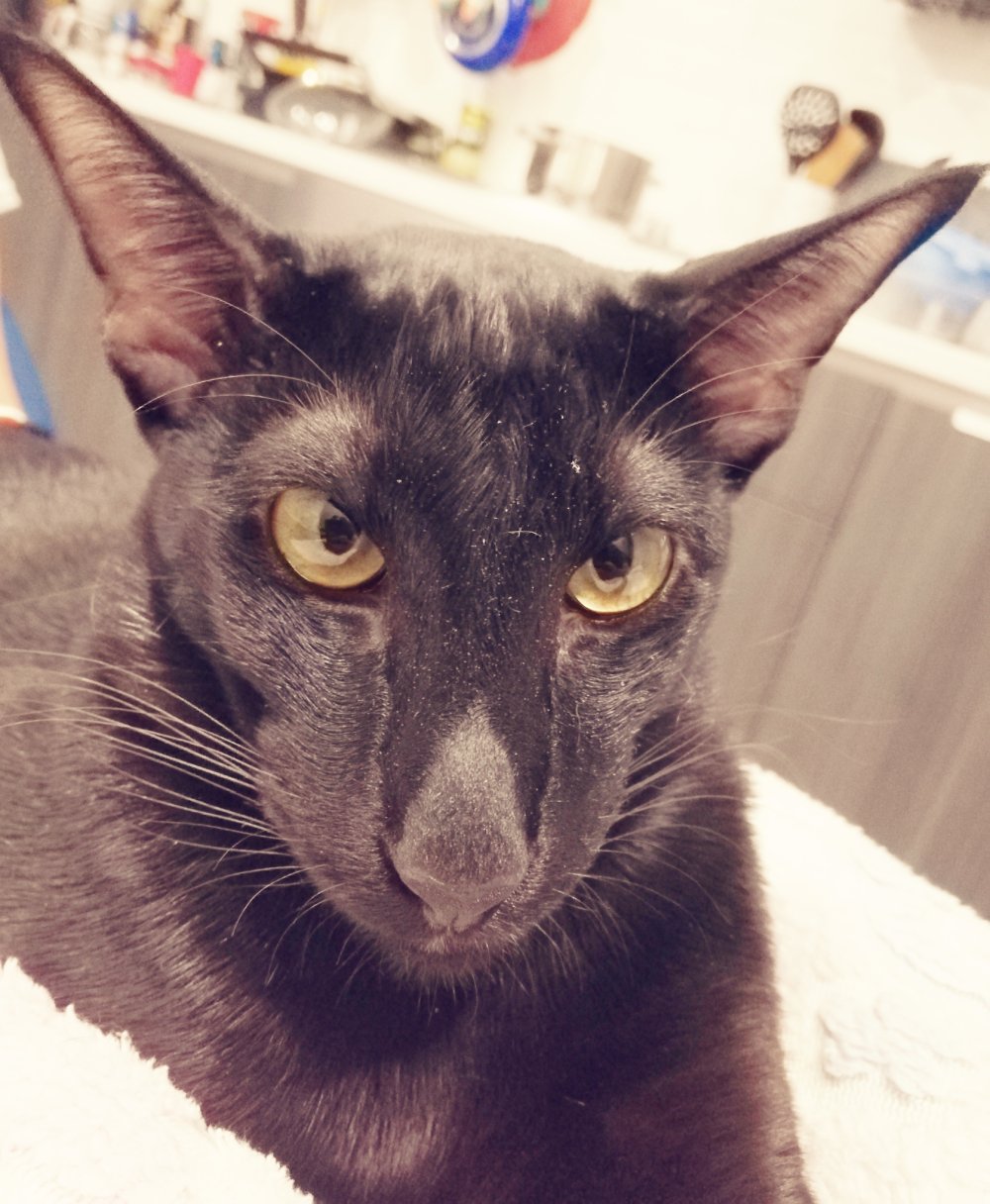 Коты грузины