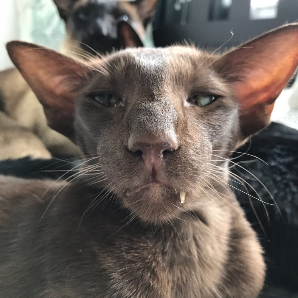 Ориентальный кот грузин