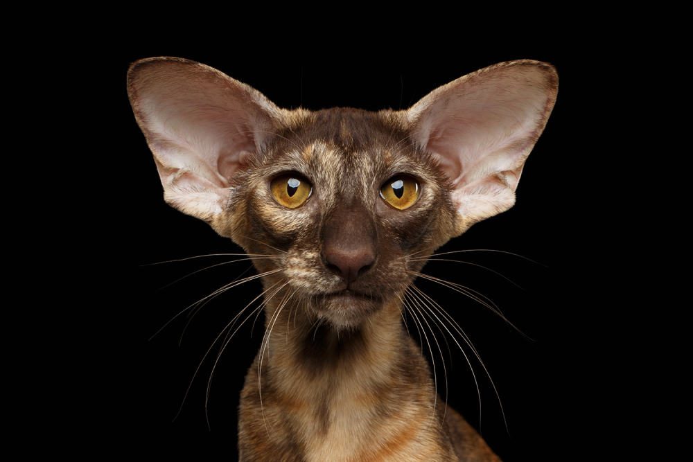 Египетская Ориентальная кошка