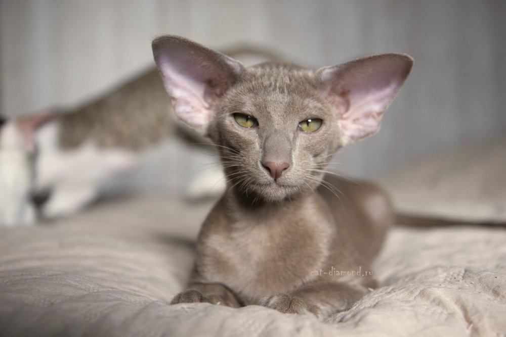 Ориентальная кошка лиловый окрас