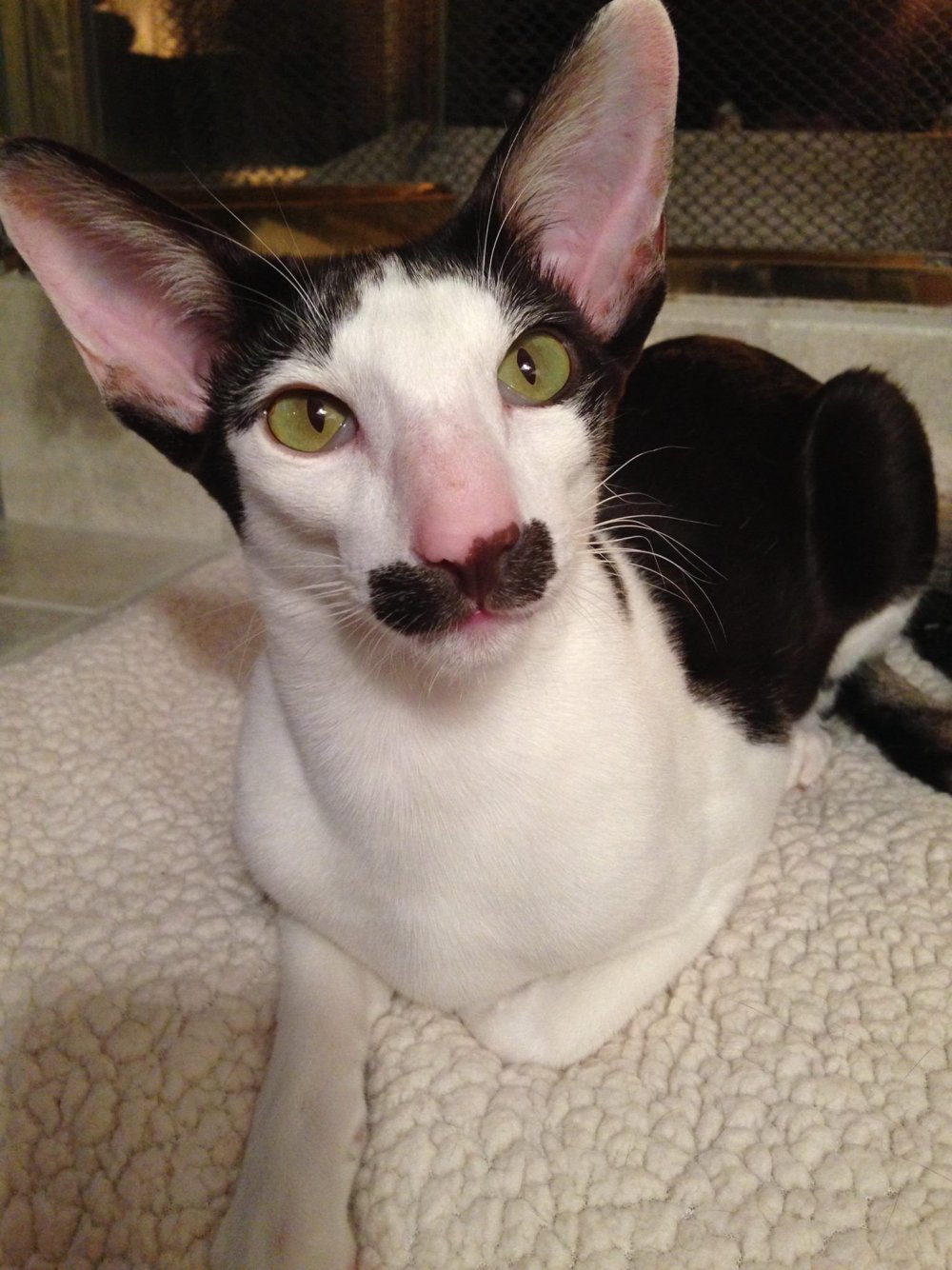 Ориентальный кот грузин