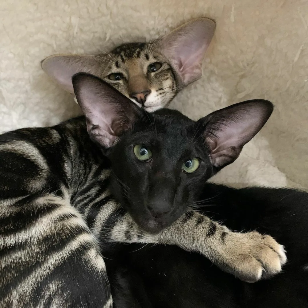 Кот породы Ориентал