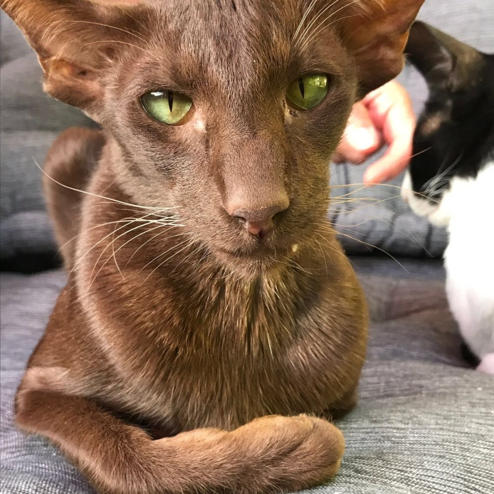 Ориентальная кошка Гавана