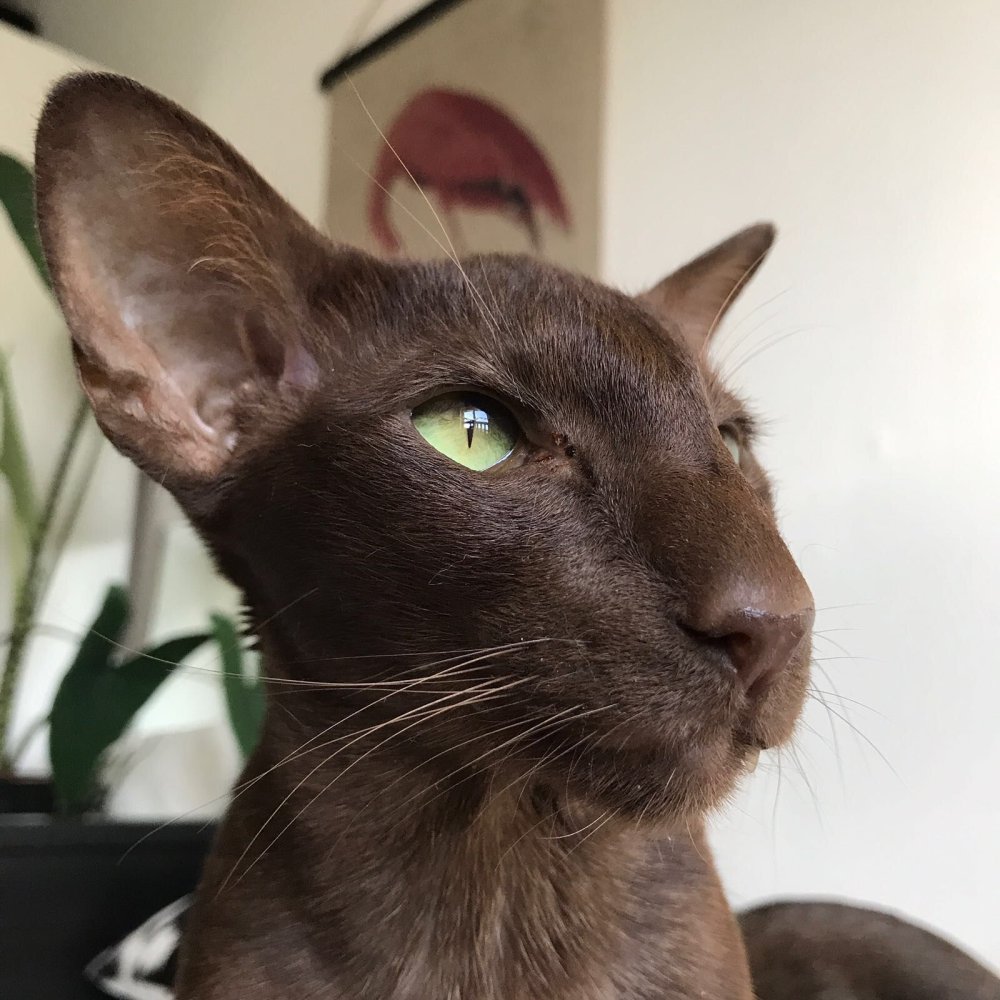 Ориентальная Гавана Браун