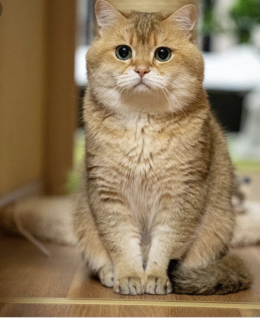 Скоттиш страйт