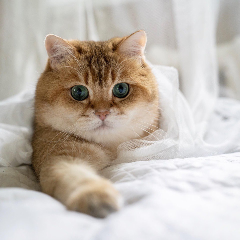 Хосико кот порода характер