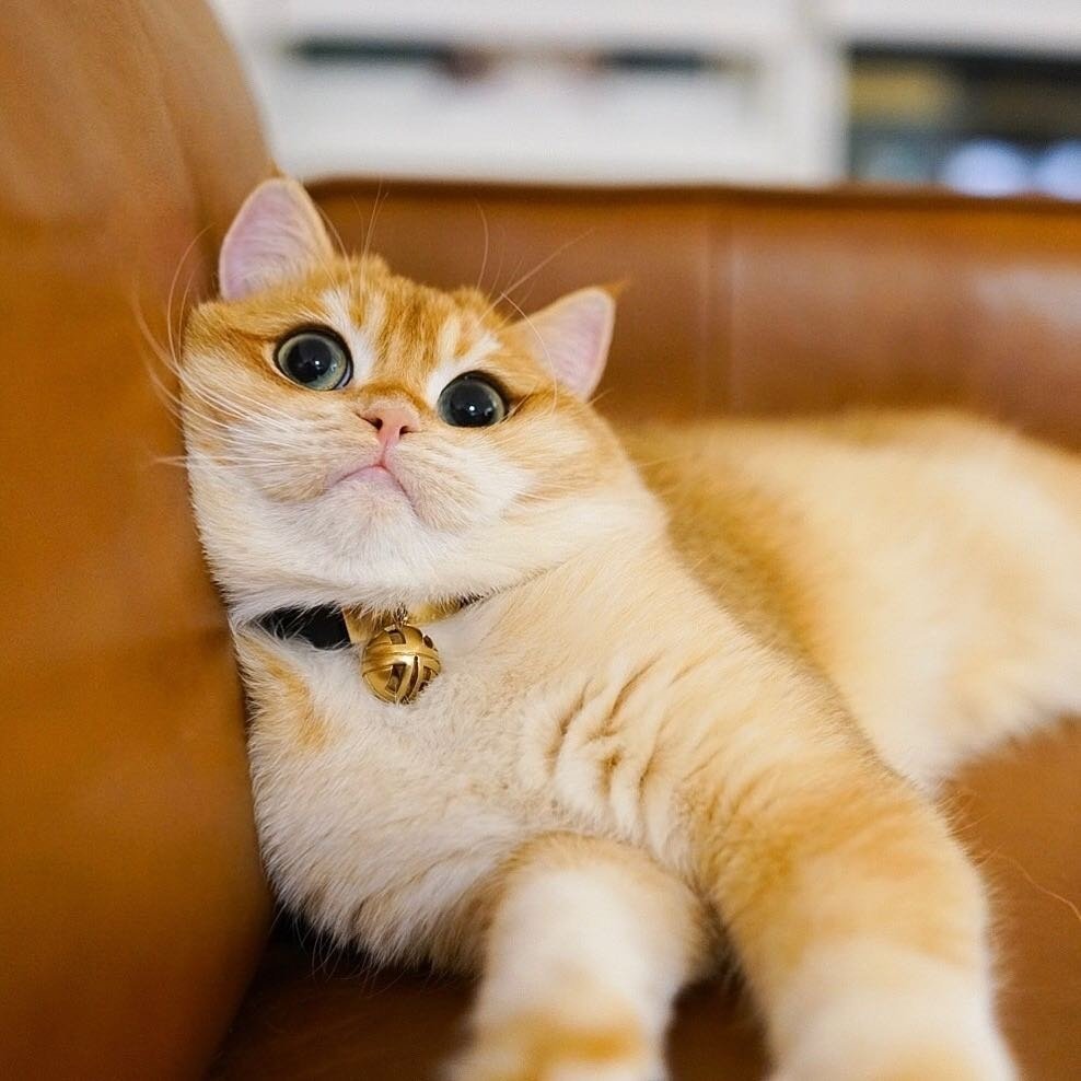 Писко Золотая Британская шиншилла