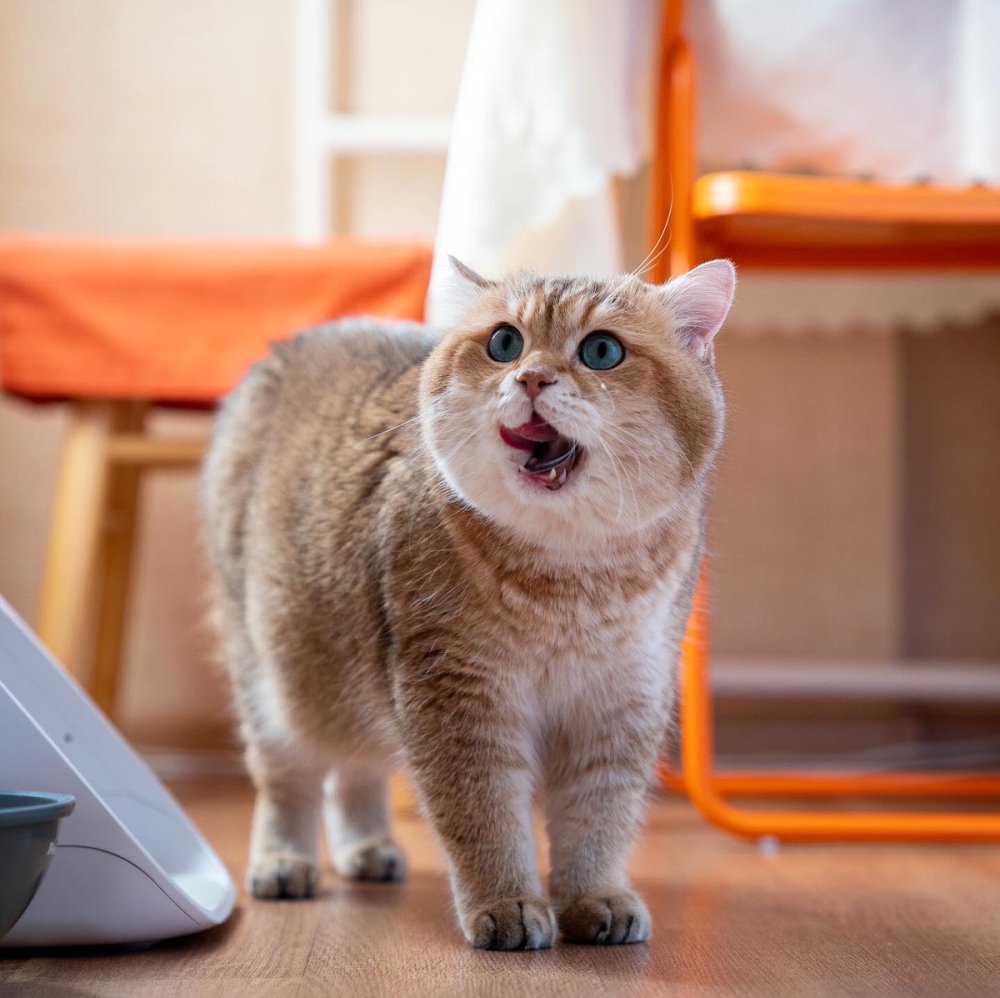 Британская шиншилла Хосико