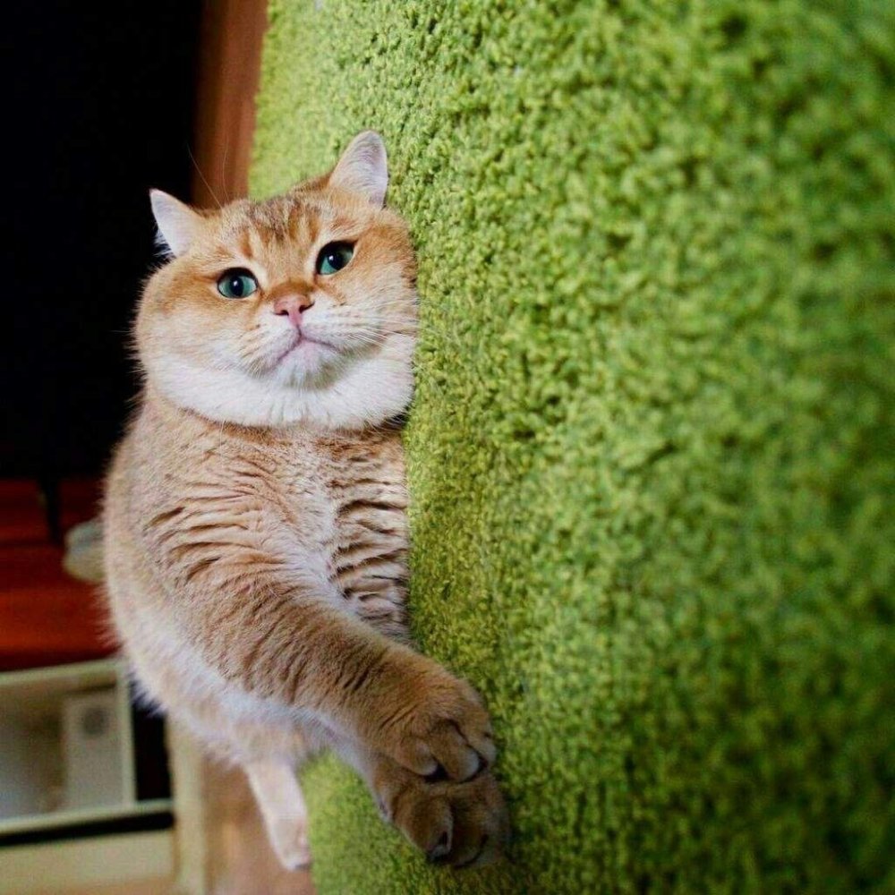 Когтеточка в виде елки и кот Хосико