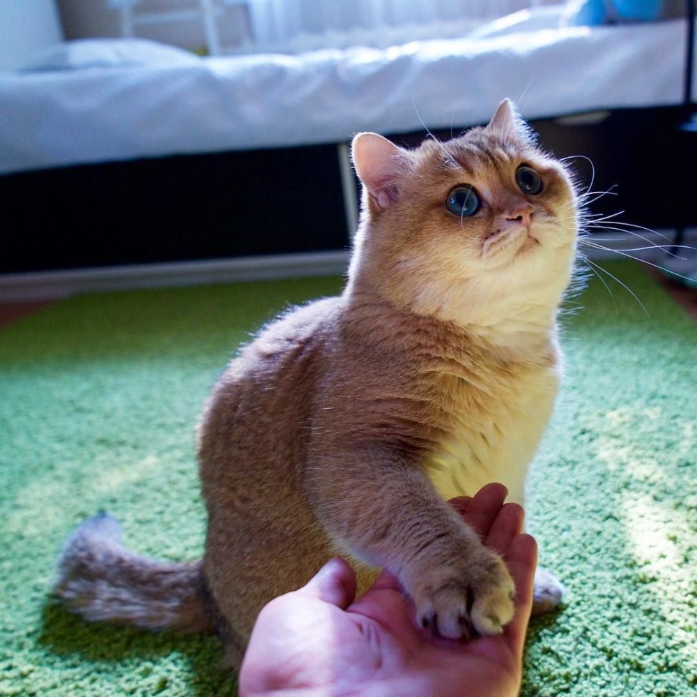 Хосико Румико