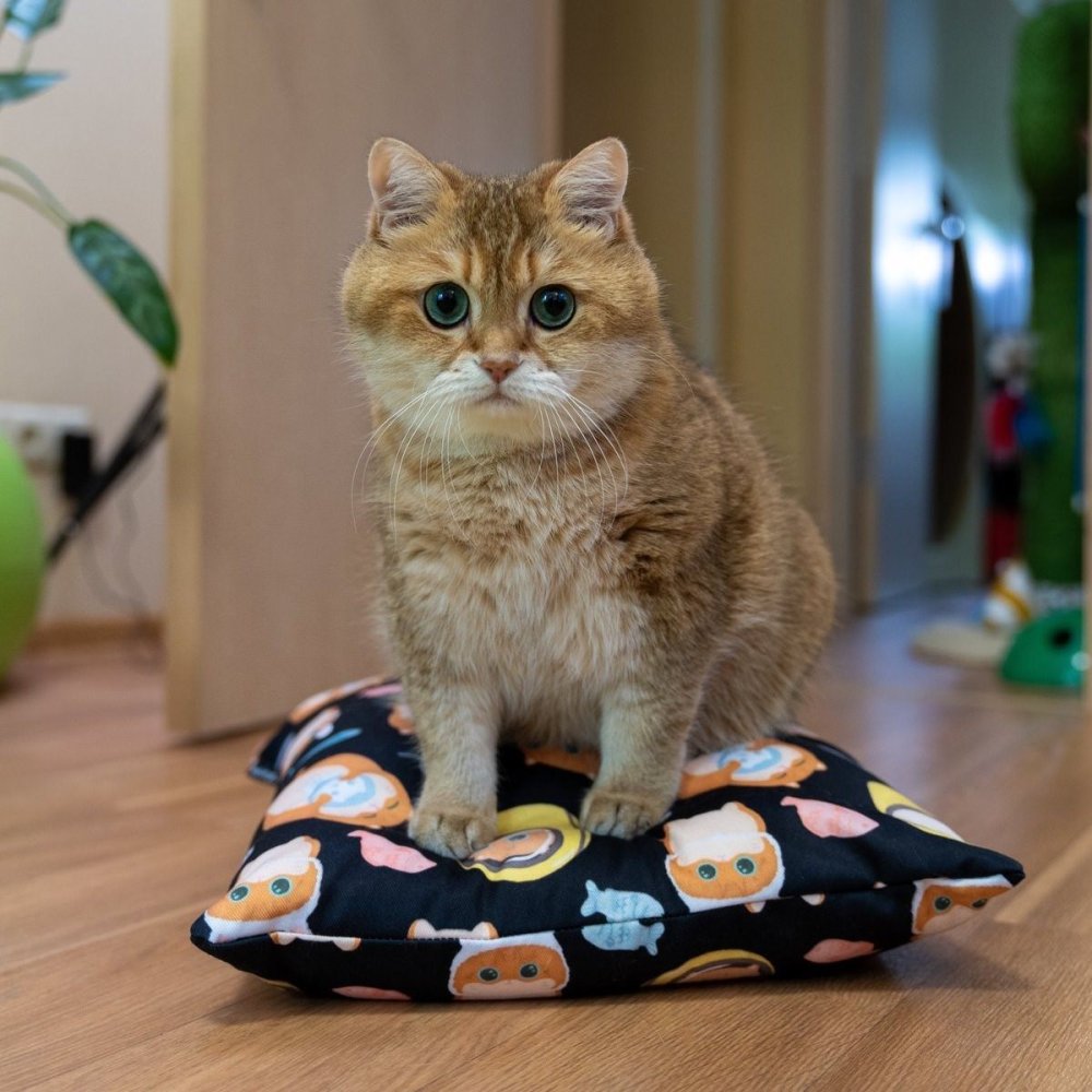 Хосико Манчкин