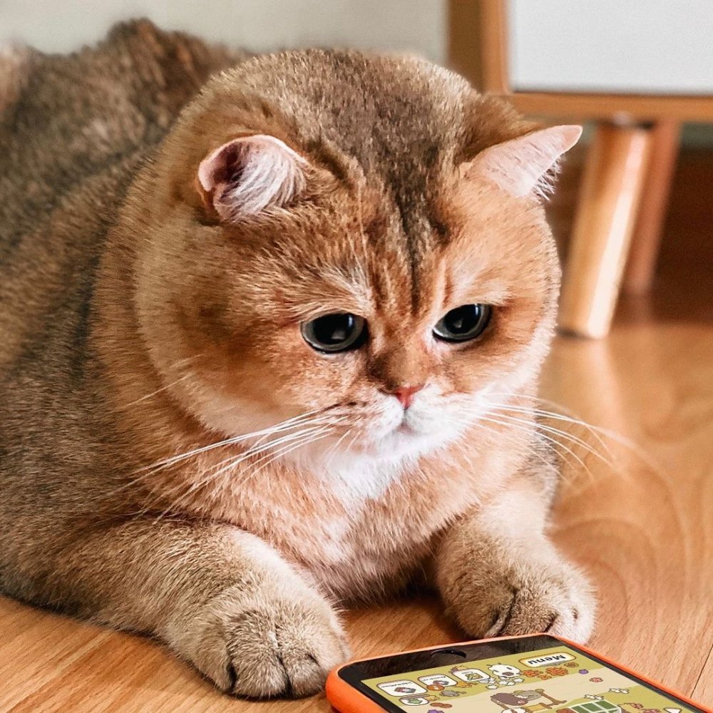 Британская шиншилла Хосико