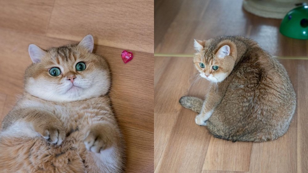 Британская шиншилла Хосико