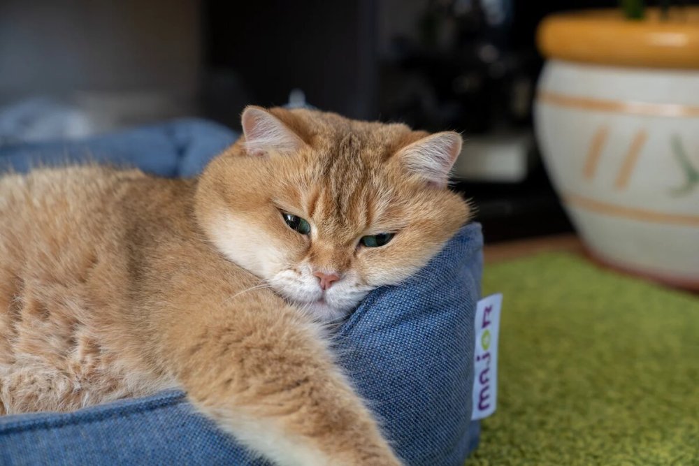 Шотландская Хосико цена