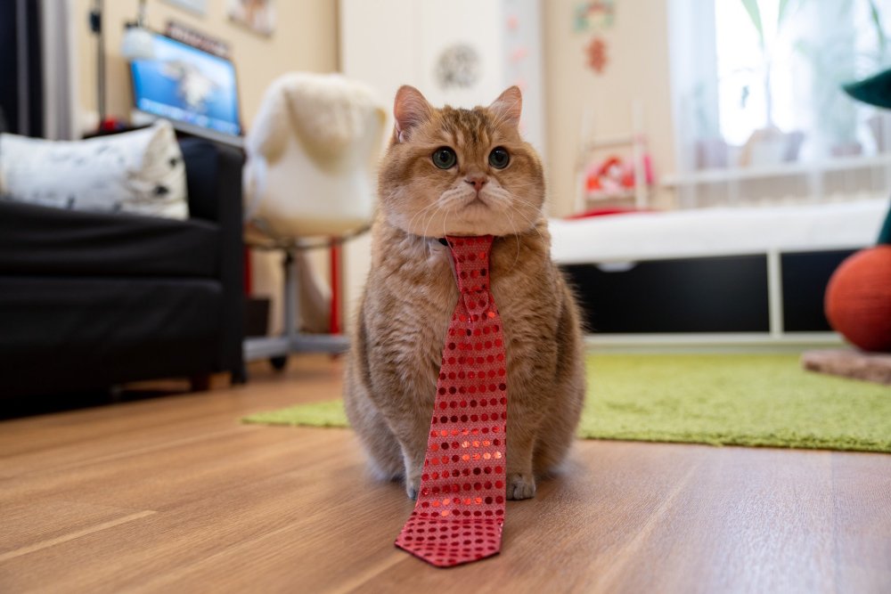 Хосико и когтеточка