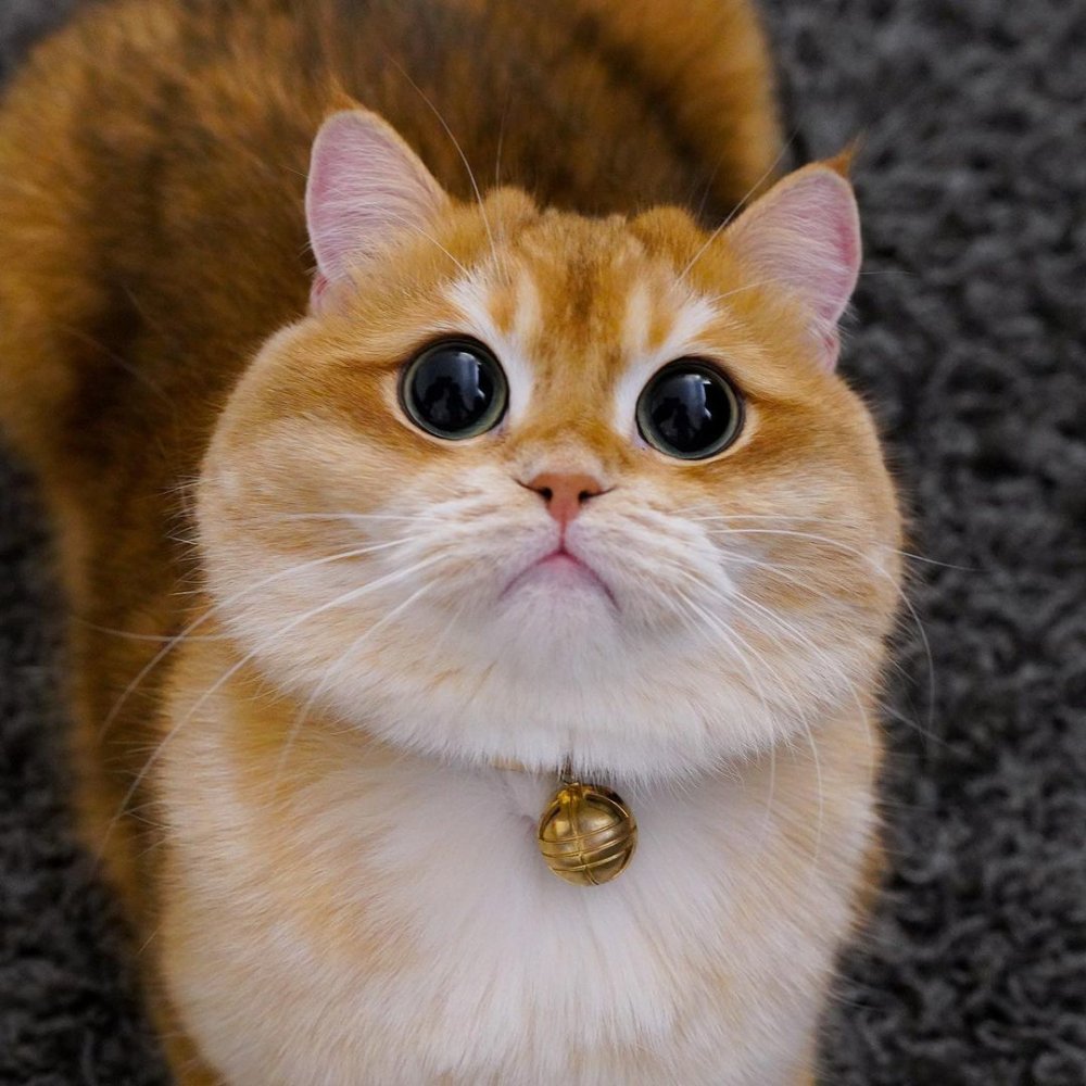 Хосико Манчкин