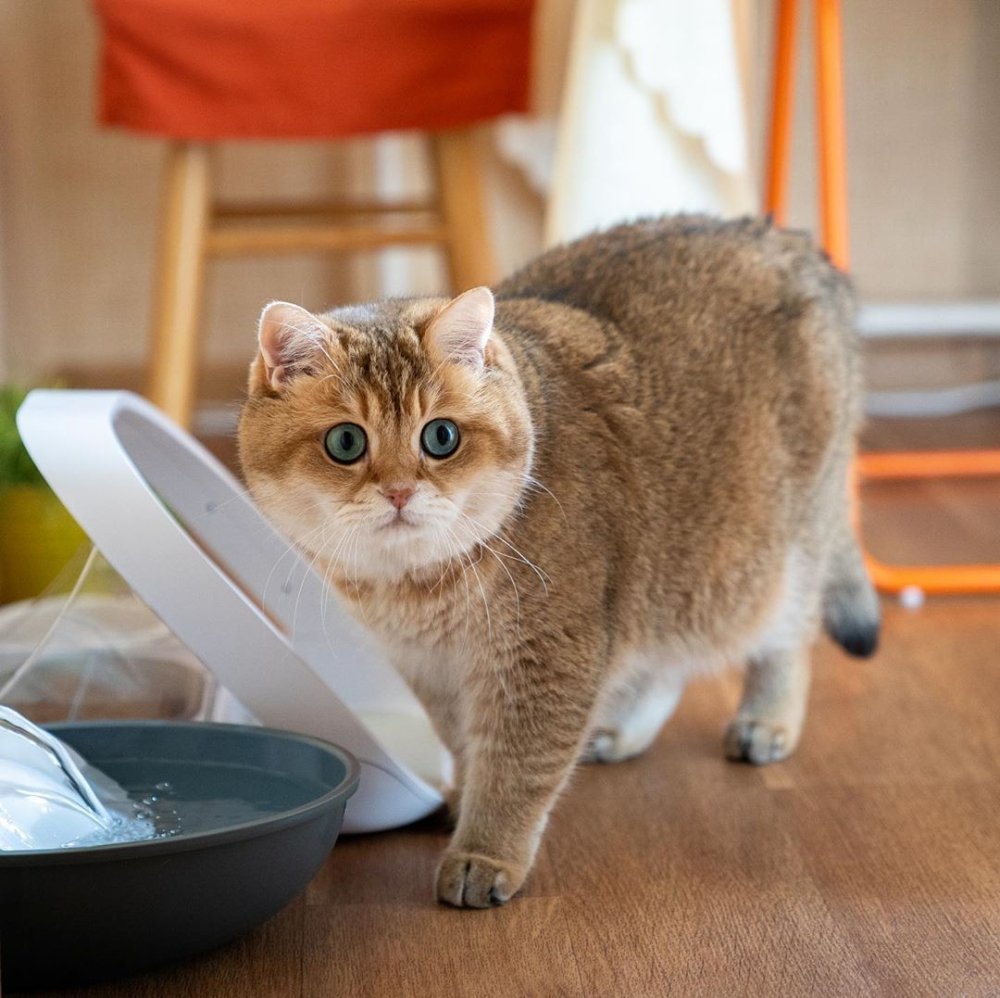 Хосико Манчкин