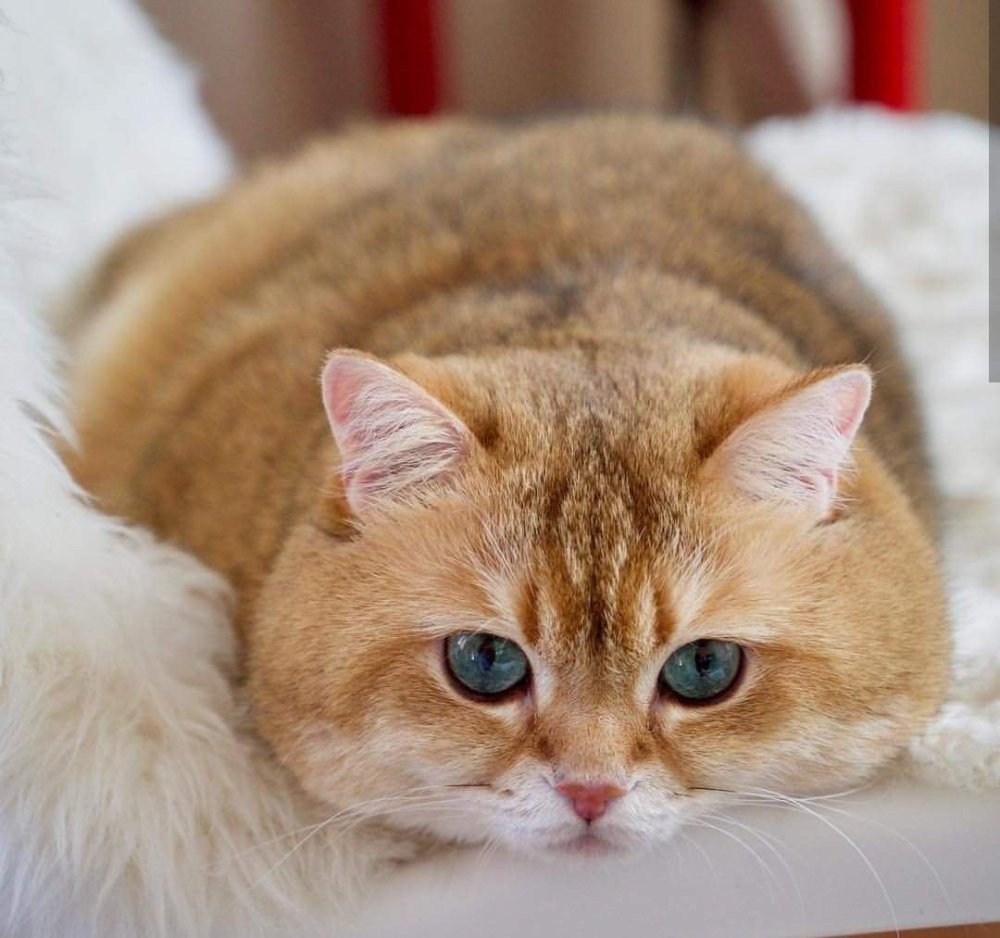 Британская Золотая шиншилла Хосико