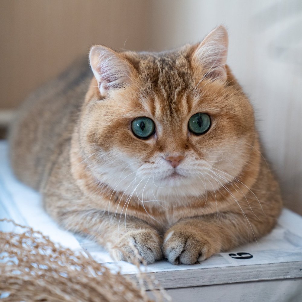 Британская шиншилла Хосико котята