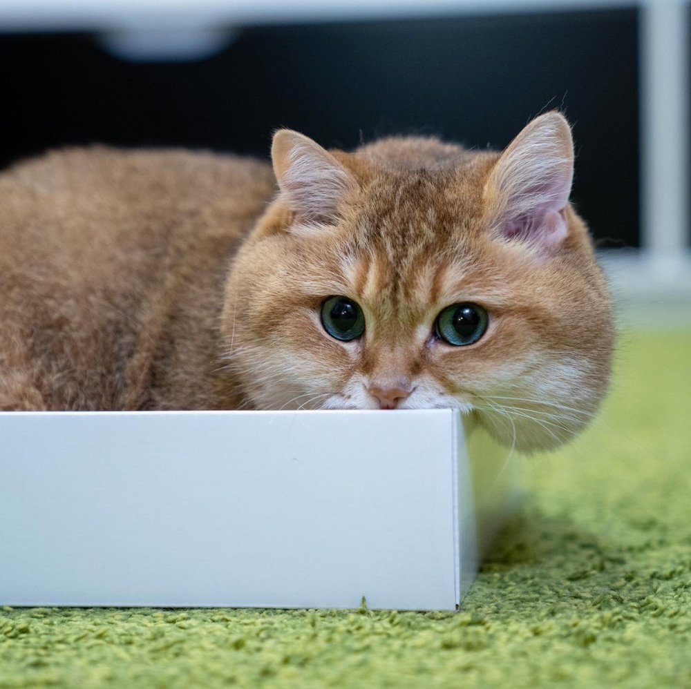 Кот Хосико в очках