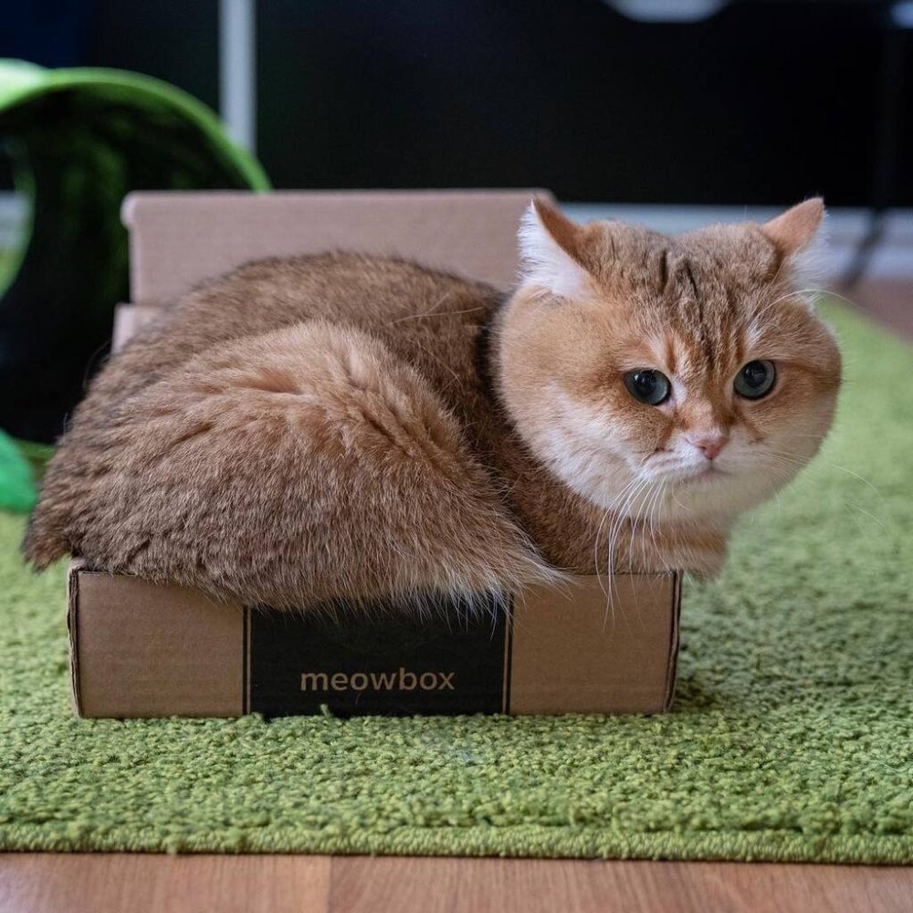 Кот Хосико в очках