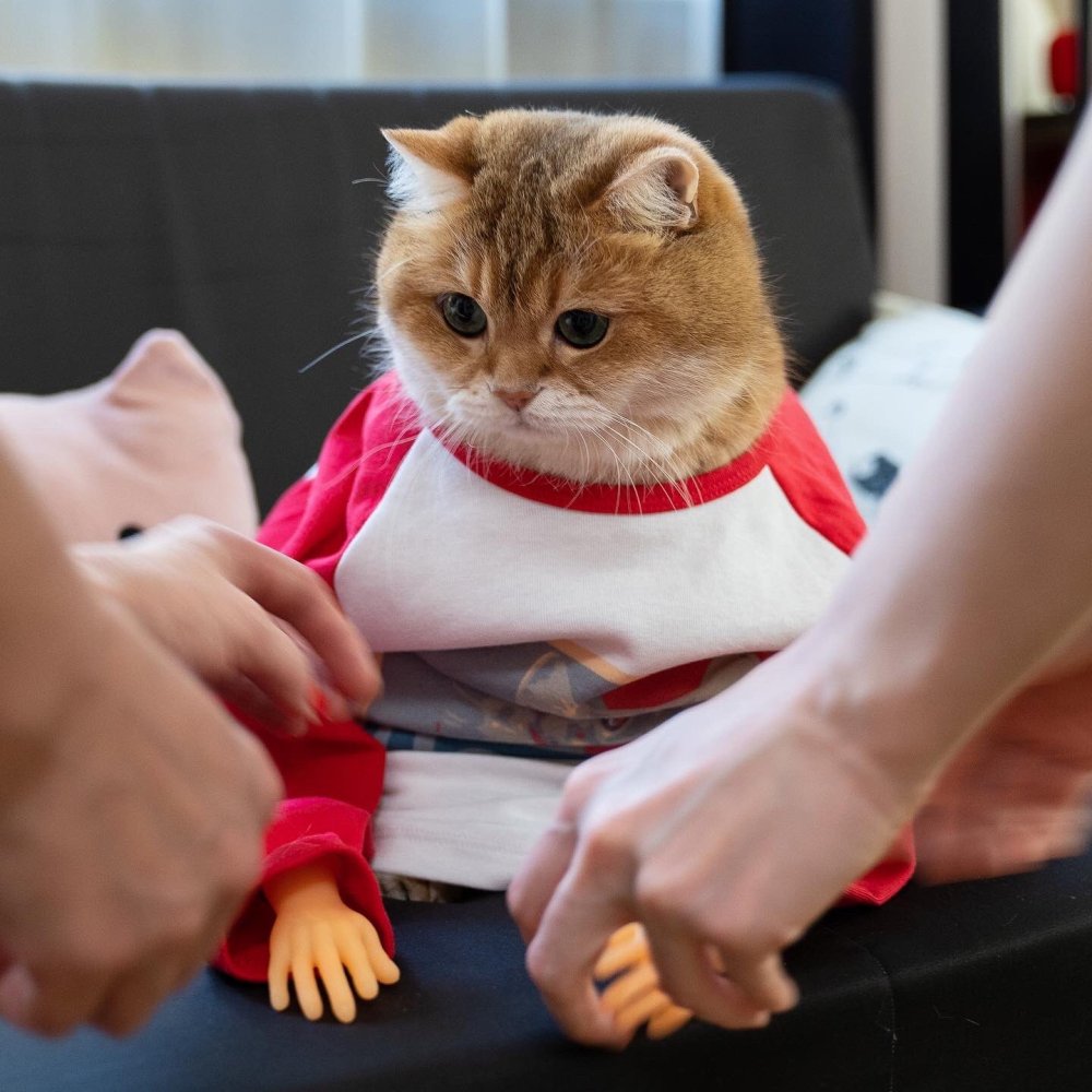 Хосико в костюме