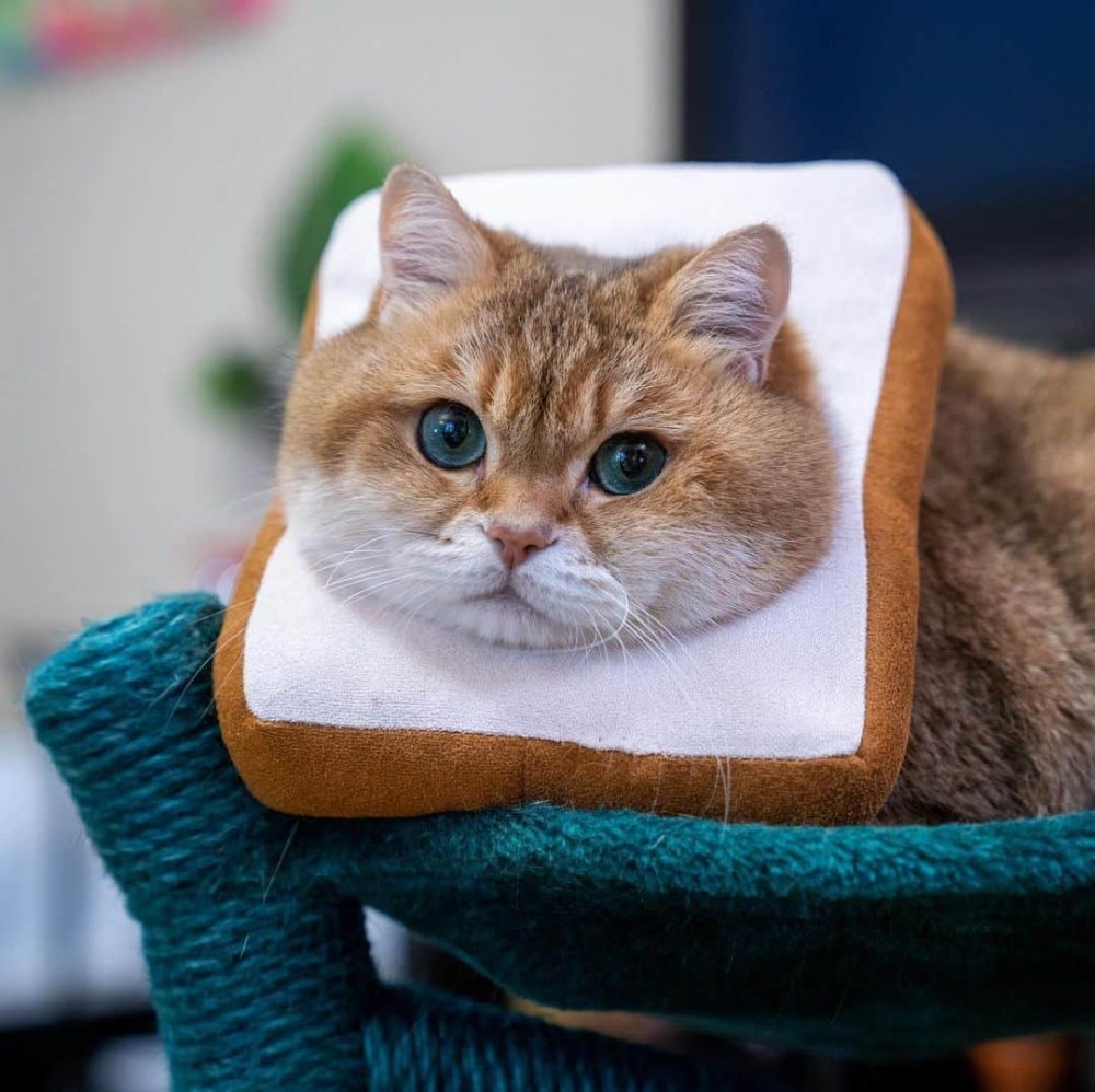 Хосико с милым личиком