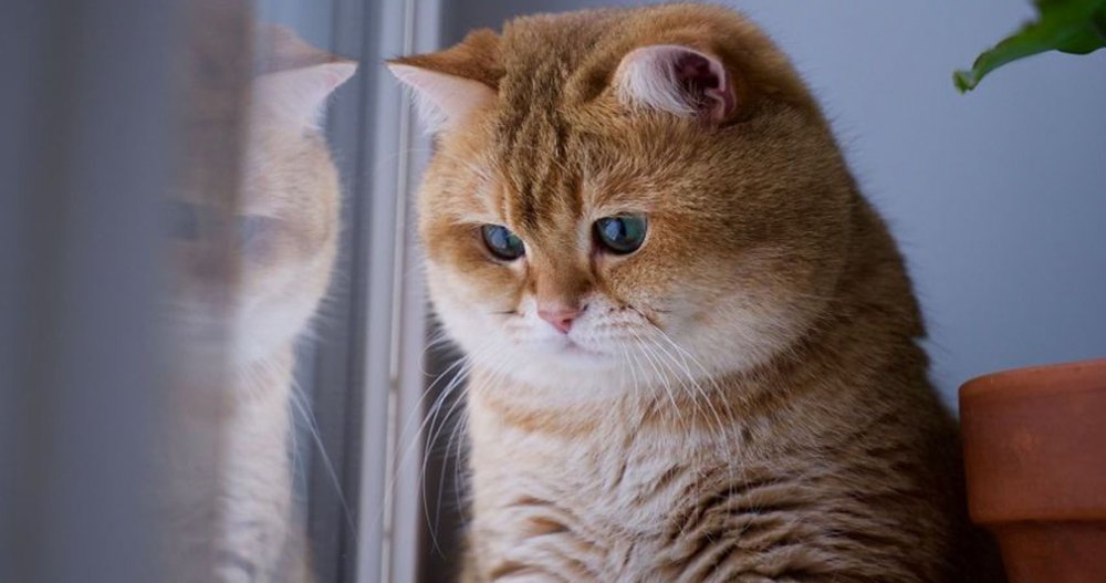 Скоттиш фолд Хосико