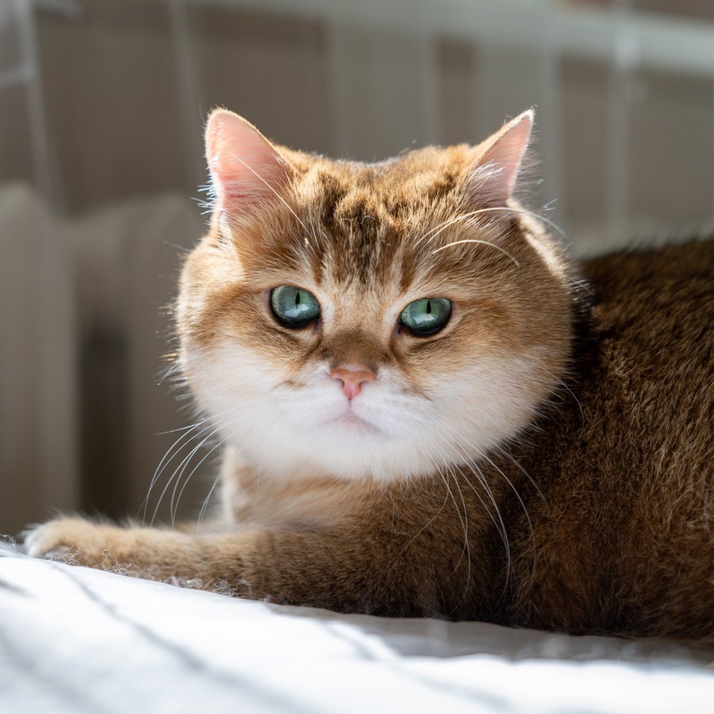 Скоттиш страйт Хосико