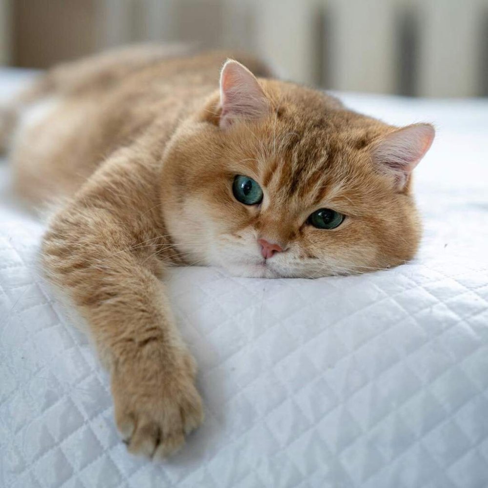 Британская шиншилла Хосико