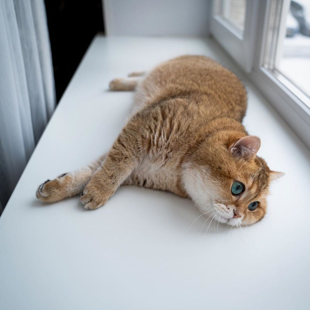 Хосико фото