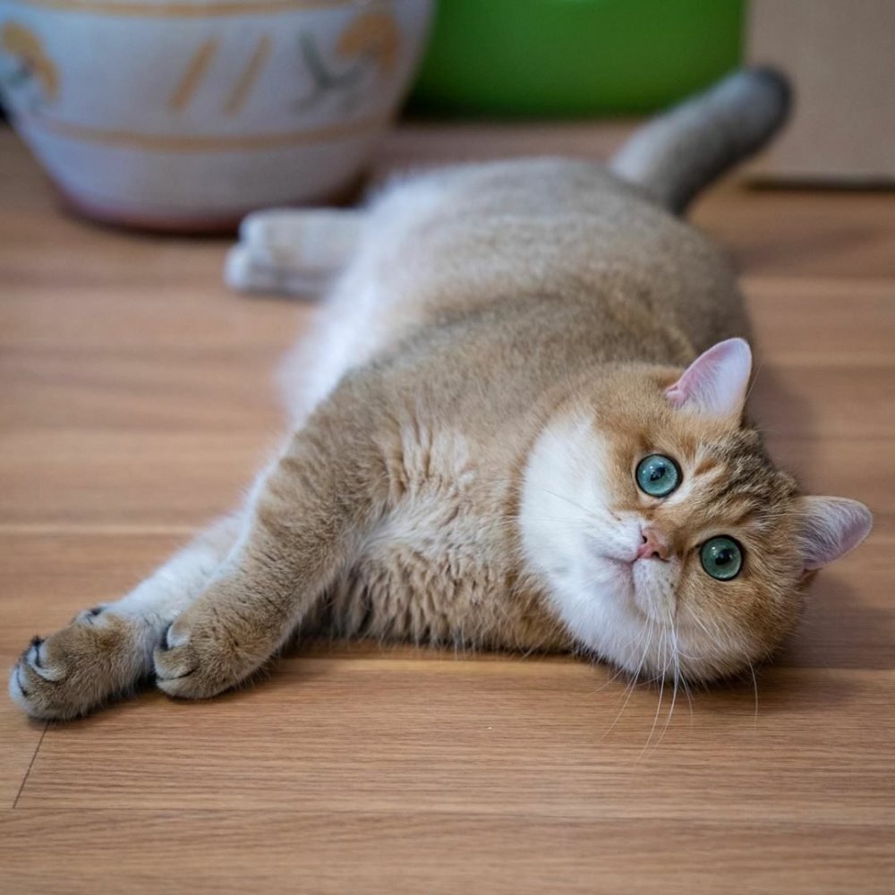 Шотландская Хосико