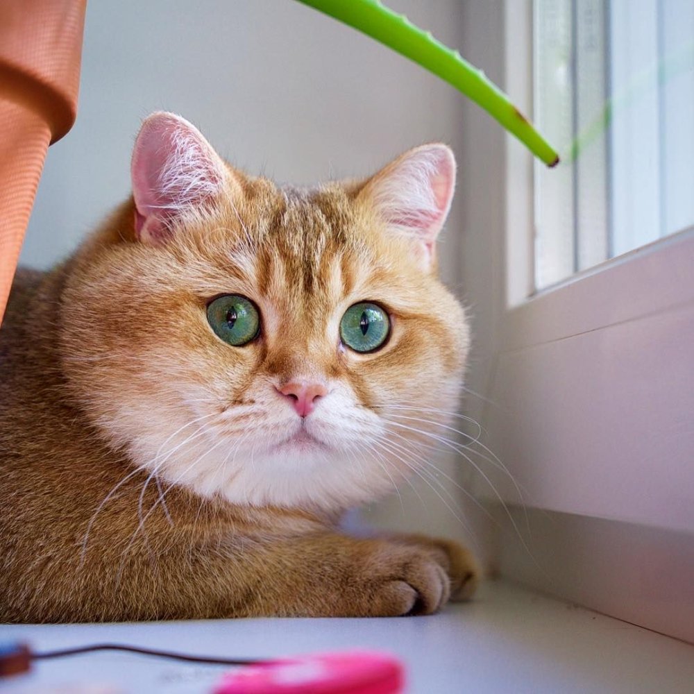 Хосико Кэт Википедия