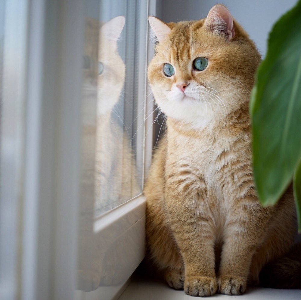 Британская Золотая шиншилла Хосико