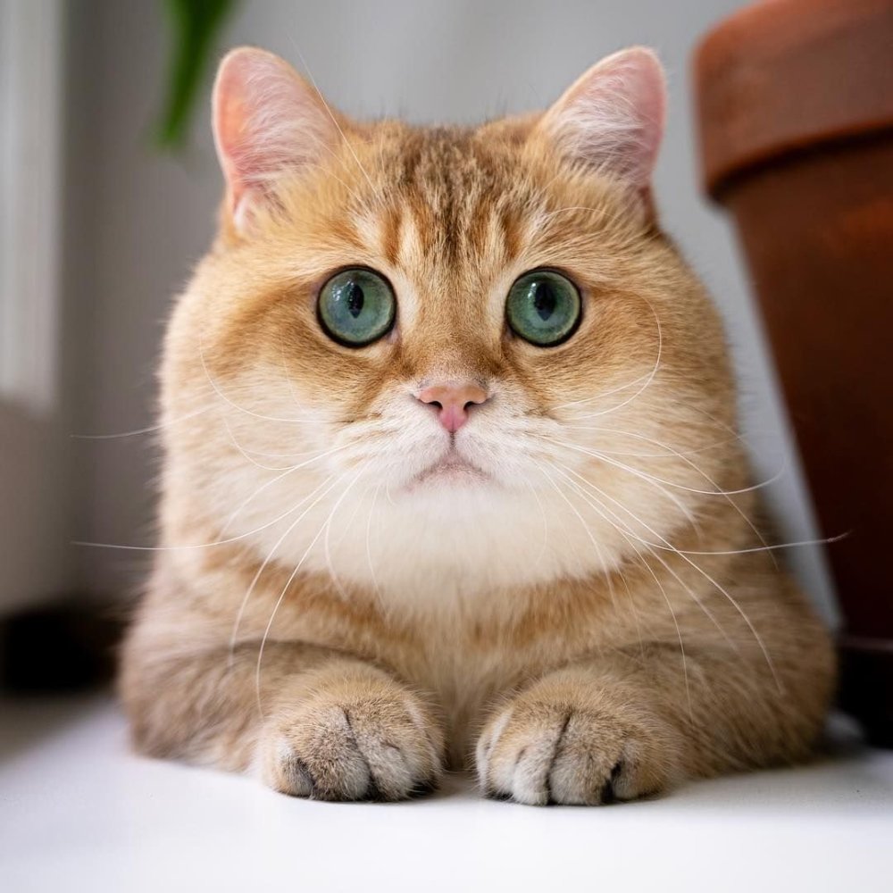 Британская шиншилла Хосико