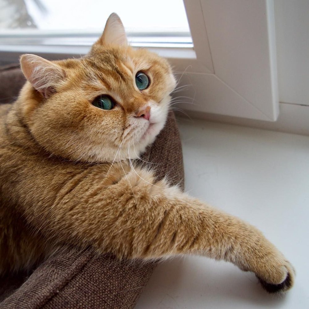 Киси, пашми