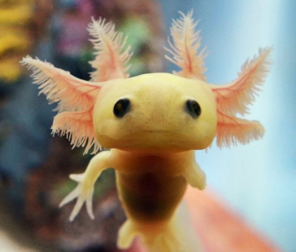 Тритон аквариумный аксолотль