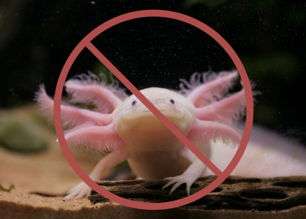 Аксолотль золотой дракон