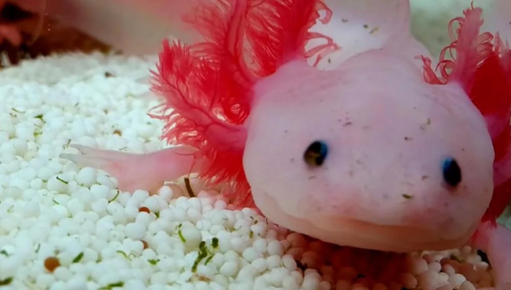 Земноводное аксолотль