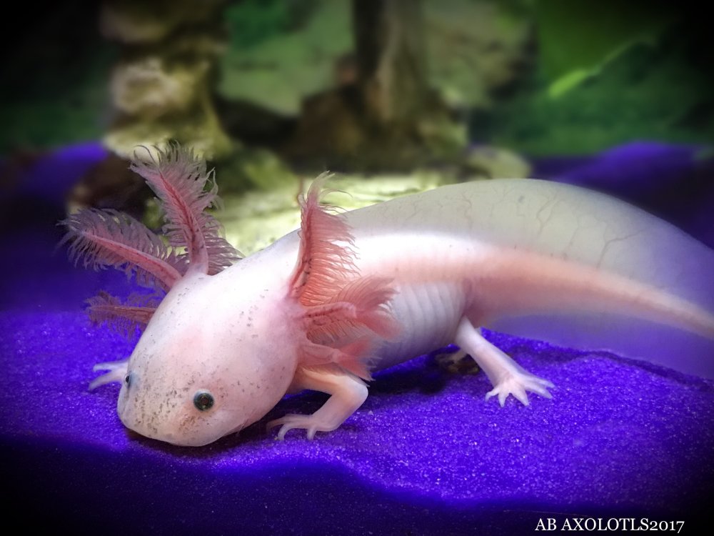 Аквариумная рыбка дракон аксолотль