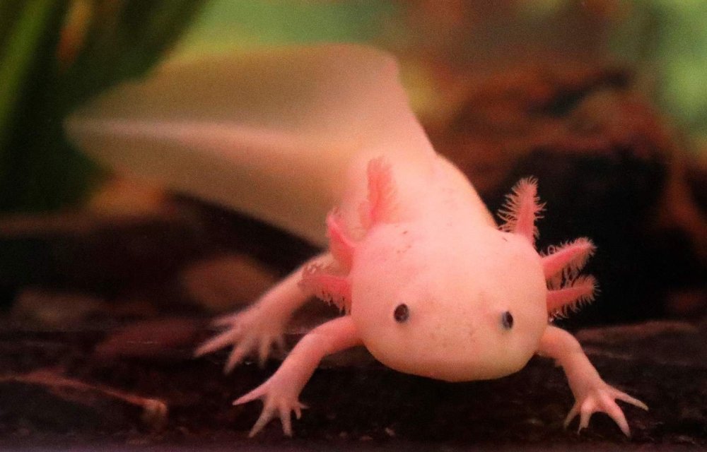 Аксолотль Лунтик